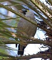 Picture/image of Wattled Starling