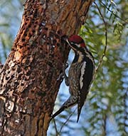 Picture/image of Red-naped Sapsucker