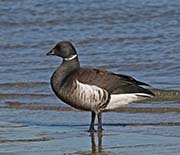 Picture/image of Brant Goose