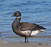 Picture/image of Brant Goose