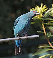 Picture/image of Asian Fairy-bluebird