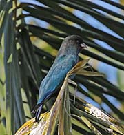 Picture/image of Dollarbird