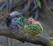 Picture/image of Common Emerald Dove
