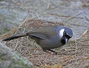 Picture/image of Black-throated Laughingthrush