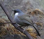 Picture/image of Black-throated Laughingthrush