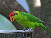 Picture/image of Iris Lorikeet