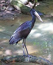 Picture/image of African Openbill