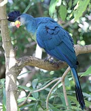 Picture/image of Great Blue Turaco