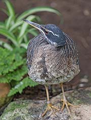 Picture/image of Sunbittern