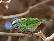 Picture/image of Spotted Tanager