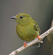Picture/image of Golden-collared Manakin