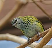 Picture/image of Spotted Tanager
