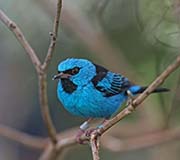 Picture/image of Blue Dacnis