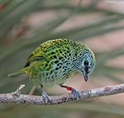 Picture/image of Spotted Tanager