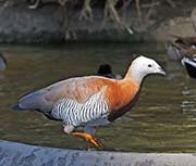 Picture/image of Ashy-headed Goose