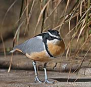 Picture/image of Egyptian Plover