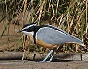 Picture/image of Egyptian Plover