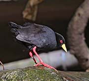 Picture/image of Black Crake