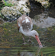 Picture/image of White Ibis