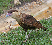 Picture/image of Crested Caracara
