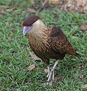 Picture/image of Crested Caracara