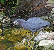 Picture/image of Little Blue Heron