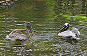 Picture/image of Brown Pelican