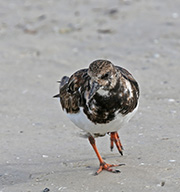 Picture/image of Ruddy Turnstone