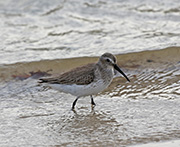 Picture/image of Dunlin