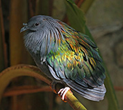 Picture/image of Nicobar Pigeon