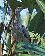 Picture/image of Red-legged Seriema