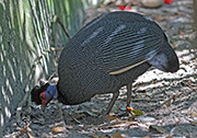 Picture/image of Crested Guineafowl