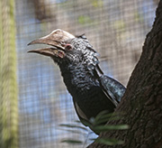 Picture/image of Silvery-cheeked Hornbill