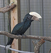 Picture/image of Silvery-cheeked Hornbill