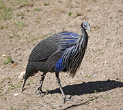 Picture/image of Vulturine Guineafowl