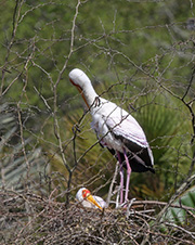 Picture/image of Yellow-billed Stork