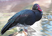 Picture/image of Spur-winged Goose