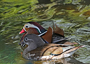 Picture/image of Mandarin Duck