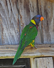 Picture/image of Rainbow Lorikeet