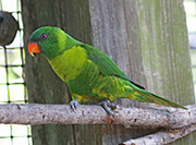 Picture/image of Leaf Lorikeet