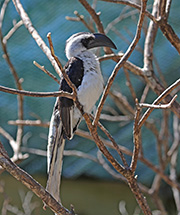 Picture/image of Von der Decken's Hornbill