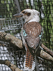 Picture/image of Laughing Kookaburra