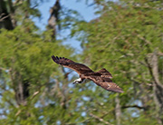Picture/image of Osprey