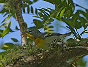 Picture/image of Northern Parula