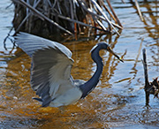 Picture/image of Tricolored Heron