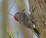 Picture/image of Red-bellied Woodpecker