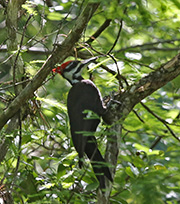Picture/image of Pileated Woodpecker