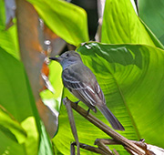Picture/image of Great Crested Flycatcher