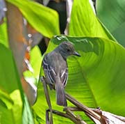 Picture/image of Great Crested Flycatcher