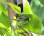 Picture/image of Great Crested Flycatcher